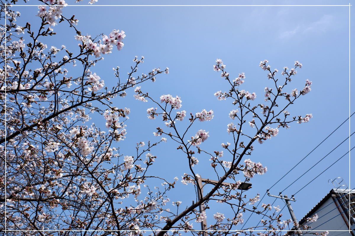 桜その１