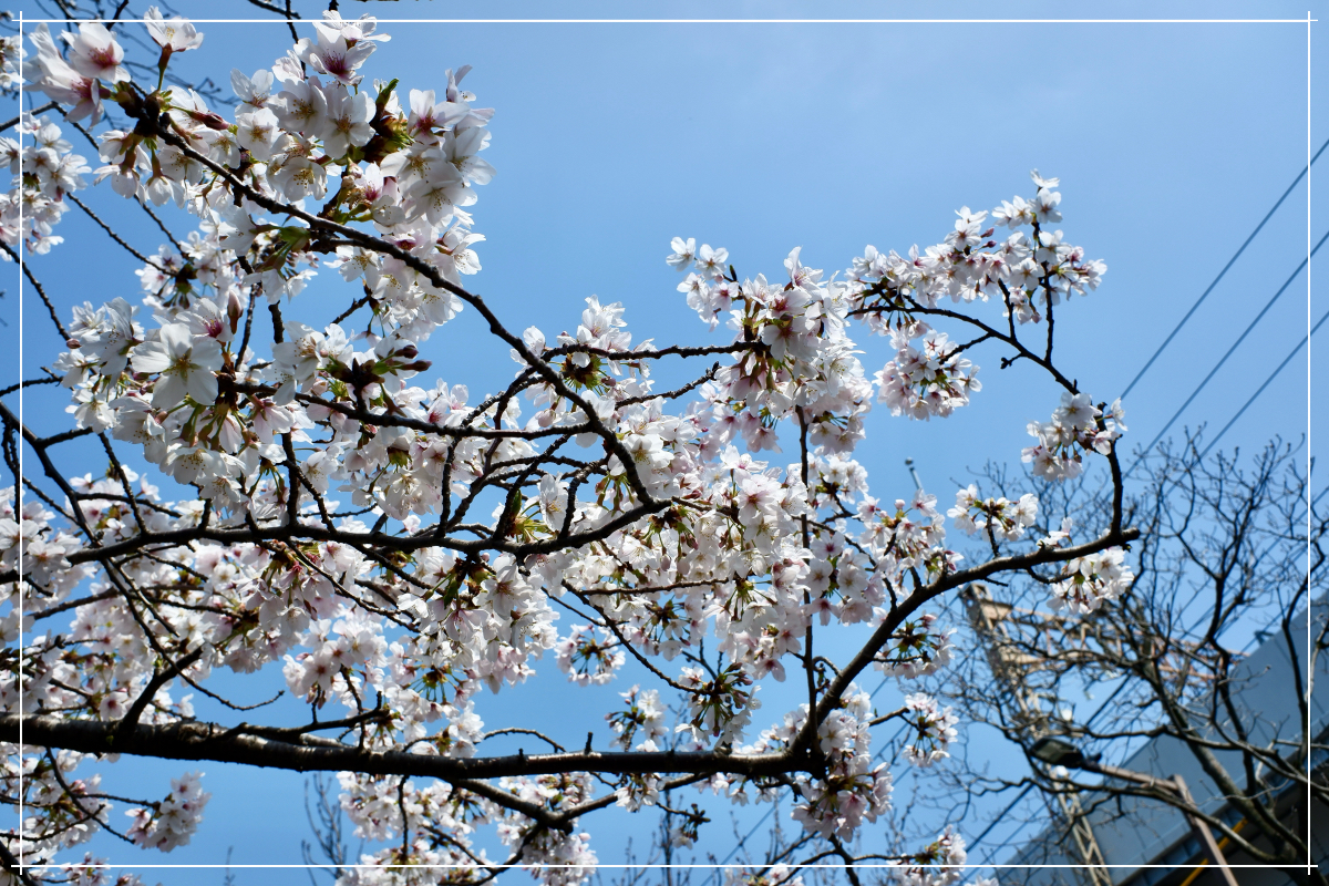 桜その2 桜その2
