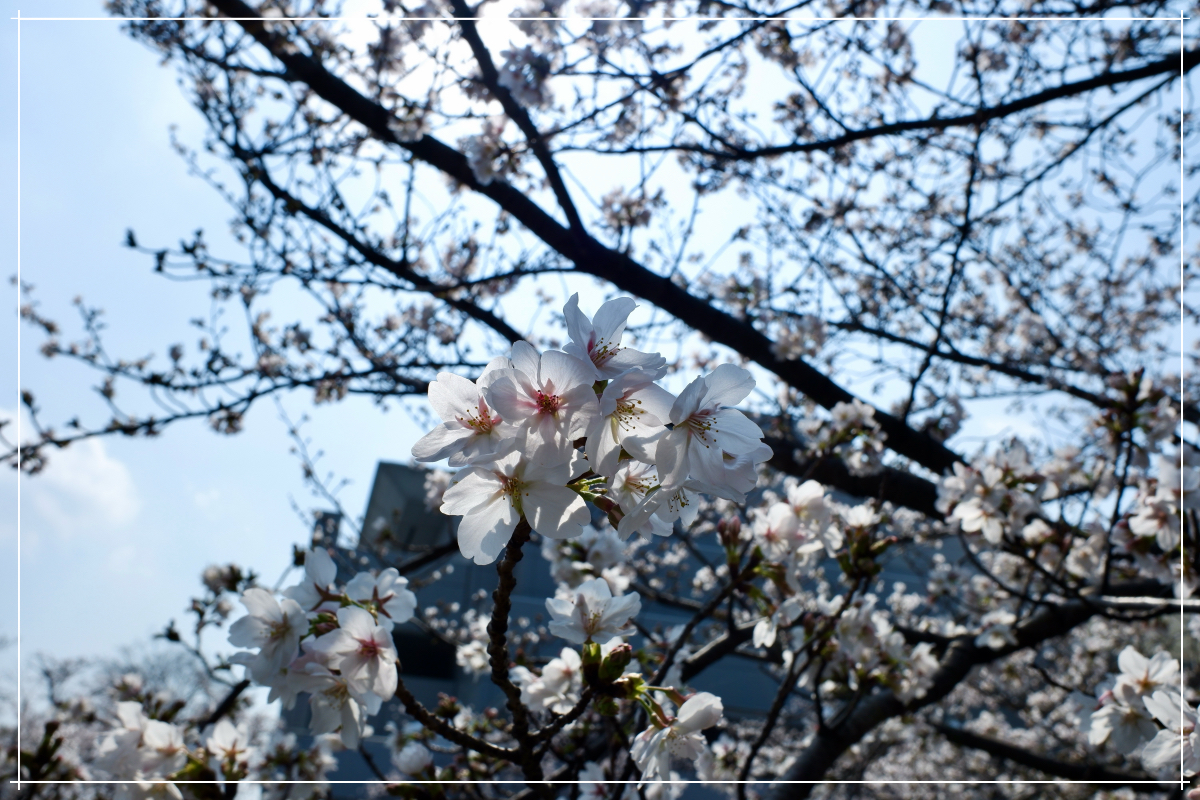 桜その３