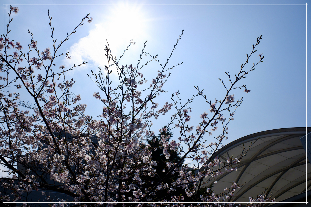 桜その4 桜その4