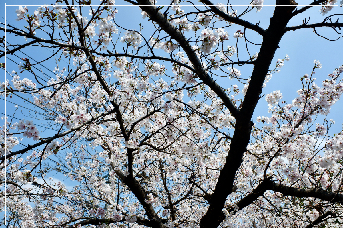 桜その５