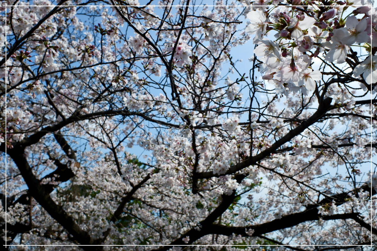 桜その6 桜その6