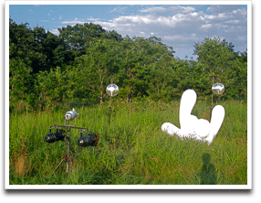 ���̃O���V��