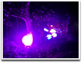 �܂�ŐS��ʐ^�@���̂Q