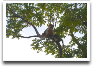 �܂����؂̏�ɌՂ��I