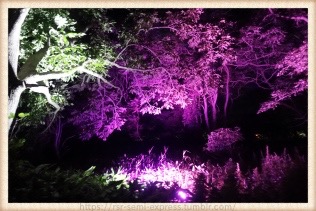 今年も道すがらのライトアップはされておりました