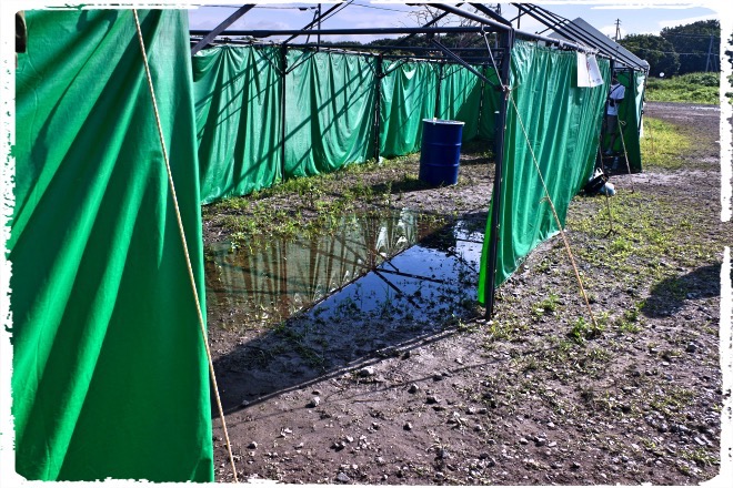 喫煙所の水たまり