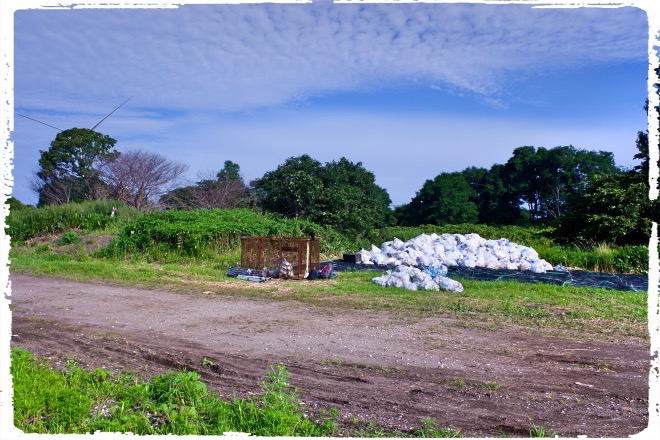 青空にアザラシ！