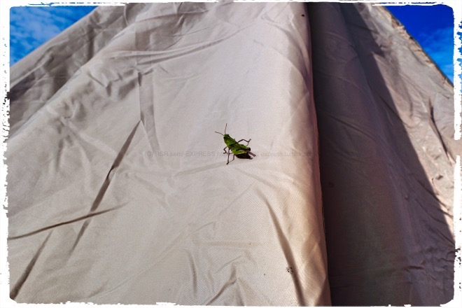 そんなことよりバッタです