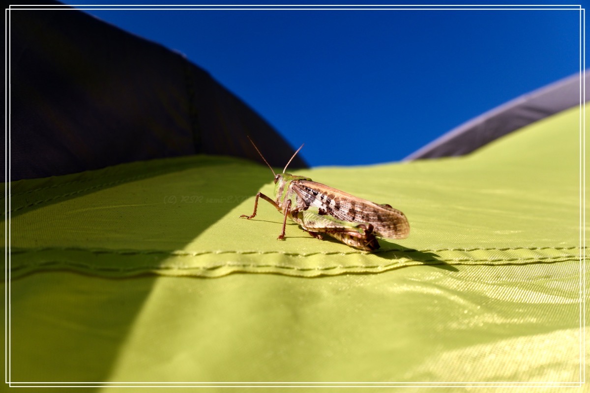 今年のバッタさん