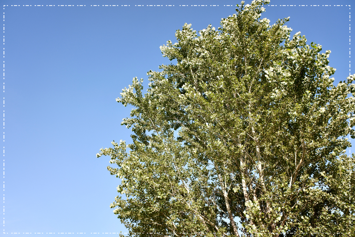 いつもの木を、木だけ撮る